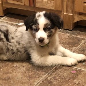 Meet your Posher, Em